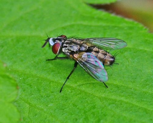 Réf. 343 275 : Metopia argyrocephala